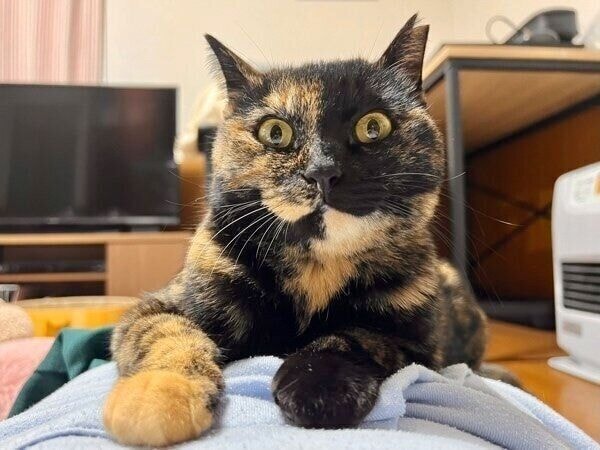 冬毛でもふもふなくるみちゃん