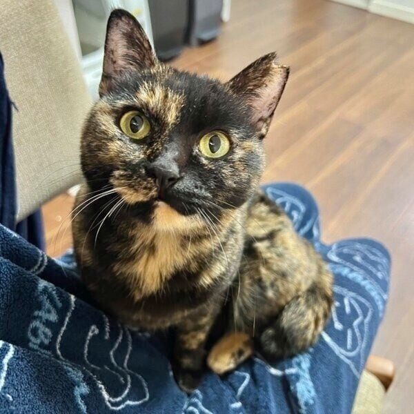 飼い主さんの膝でカメラ目線のくるみちゃん