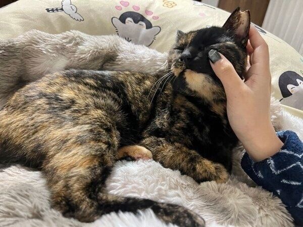 飼い主さんの膝に乗って甘えるくるみちゃん