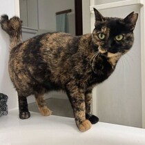 お風呂嫌いの元野良猫が、意外な行動に!?　浴槽の縁まで来て飼い主を見守る姿が健気だった