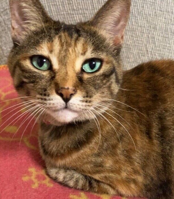 座った姿もかわいいこむぎちゃん