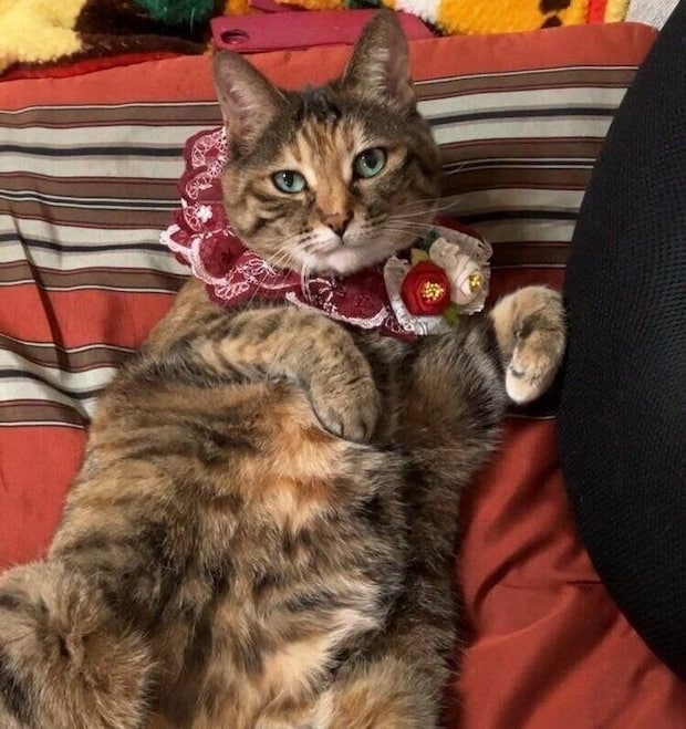 おなかを上に向けて寝転がるこむぎちゃん