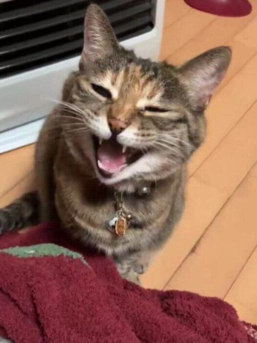 「にゃ～ん」と鳴くこむぎちゃん