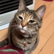 飼い主さんが手を止めた途端に表情がスンッ！「にゃ～ん」と鳴いてなでてと要求する猫がかわいい