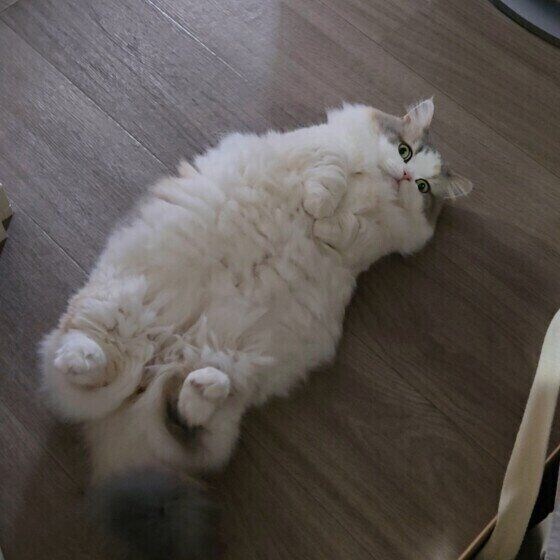 ヘソ天をするミヌエット