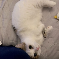 【調査】愛猫はどうやって甘えてくる？ 猫が甘えてきたときの対応も獣医師に聞いた