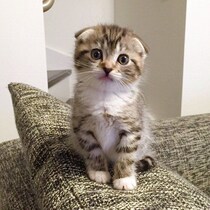 小さくあどけない子猫が今ではシニア猫に　約10年経っても“小さいころのまま”に感じる愛おしさ