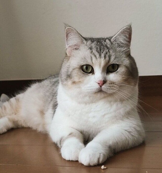 クールな様子が伝わってくる　かっこいいモコくん