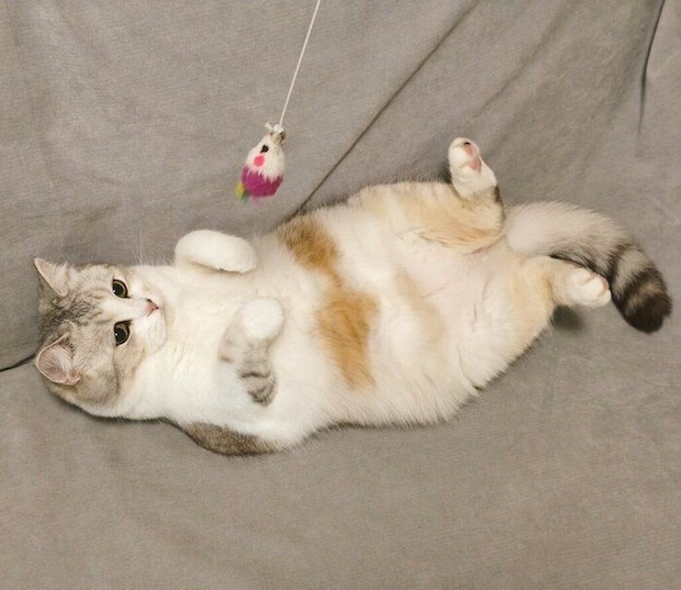 スキンシップよりもオモチャを追いかける遊びが大好きだというモコくん