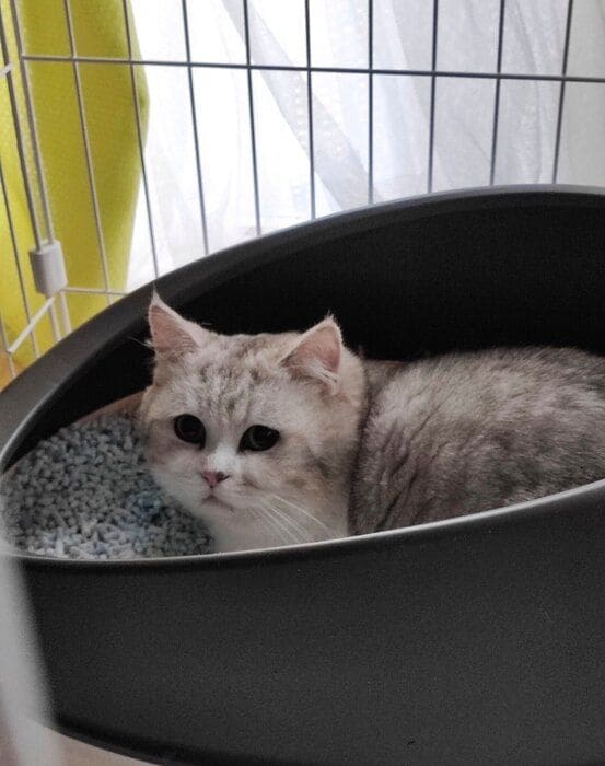 トイレから飼い主さんを見つめるモコくん