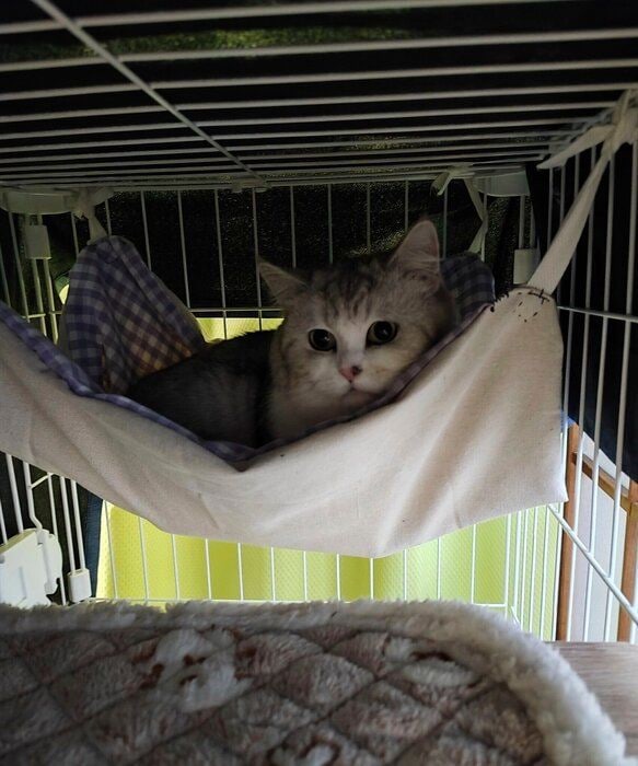 お迎えした頃のモコくんの様子