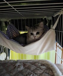 SNSを通じて出会った元保護猫と暮らし始めて1年が経過→「お出迎えしてくれる」愛猫を思い、急ぎ足で帰宅する日々