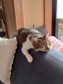 「もっと広い場所使えばいいのに」ソファの背もたれに乗ってお昼寝をする愛猫がSNSで「かわいい」などと話題に！