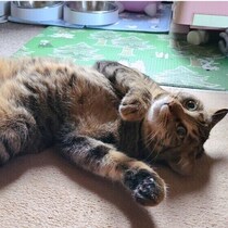 目を見開いてぼーっとする猫たち！虚無の顔になる心理を獣医師が解説