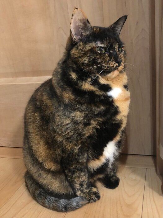 おかわりが欲しくて、とりあえずゴハンの場所で座ってみるきゅーちゃん