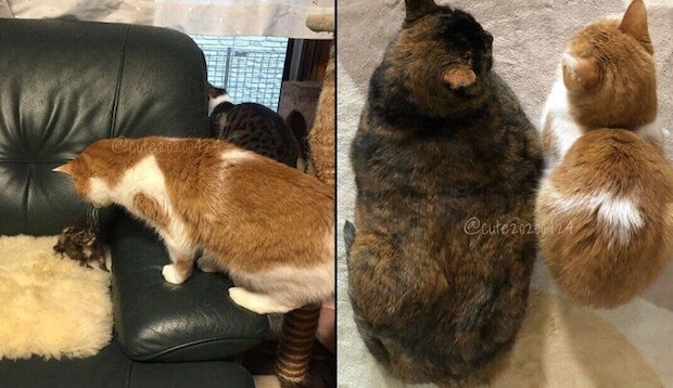 きゅーちゃんの成長ビフォーアフター