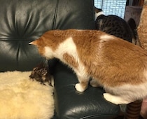 生後2週齢の小さな保護子猫→5年後には先住猫の倍近くの大きさに！　ビッグな成長姿にほっこり