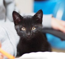 子猫と家族になって8年　大きくなっても変わらず“甘えたさん”なのが可愛い！