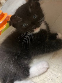 甘えることが少なかった保護子猫→「おっとりイケメン」なコに成長し、1才になった現在は自ら飼い主に甘えるように！