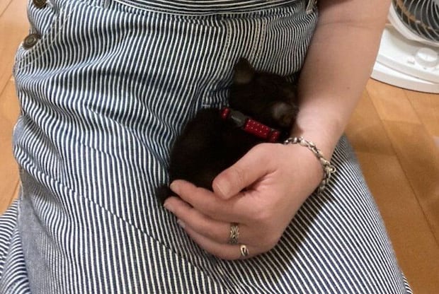 お迎えした日のてんちゃん