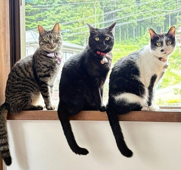 ニャルソック中の3匹