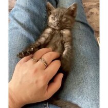 家族に迎えて2日目、膝の上で眠ってくれた保護子猫→3才の今、甘えん坊な“お姉さん”に成長！