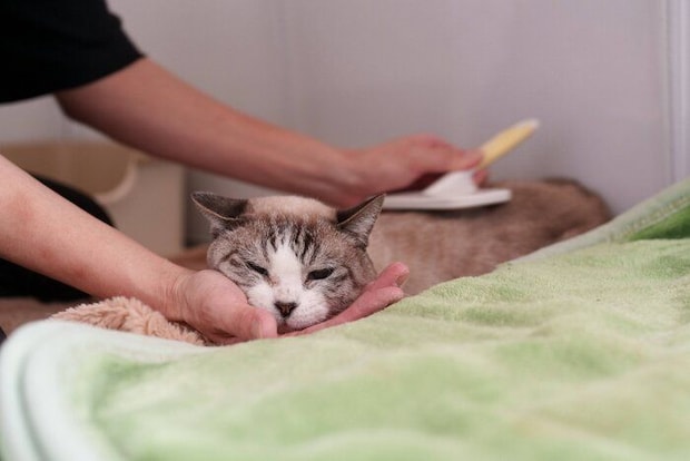 写真提供/ファミーユ