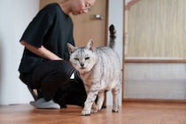 高齢猫もキャリア猫も１匹残らず救いたい