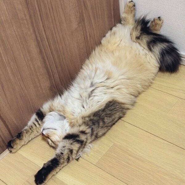 バンザイで眠るリーンちゃん