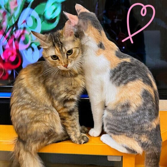 スリスリしあう2匹の猫