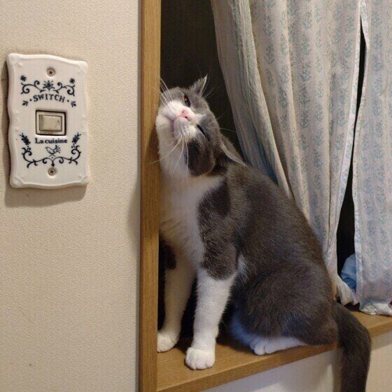 窓にスリスリをする五右衛門ちゃん