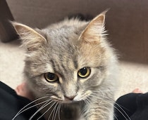 飼い主の体に前足を乗せる猫　「1口ちょうだい」と言いたげな姿が約2万の“いいね”で話題！