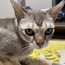 取り出すと愛猫が逃げ隠れするものはある？　心理を獣医師が解説