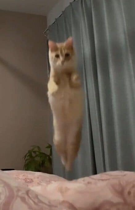 飼い主さんのベッドをめがけてジャンプをするつなくん