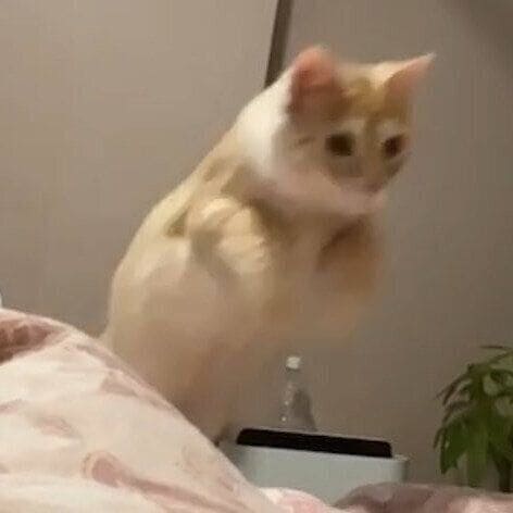 飼い主さんをめがけてジャンプをするつなくん