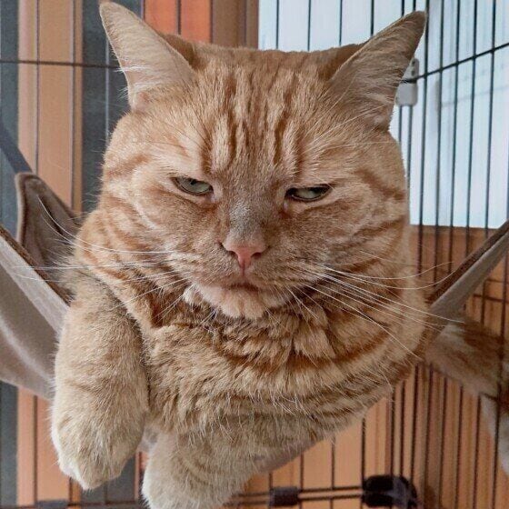 目を細めるアメリカン・ショートヘア