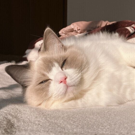 気持ちよさそうに目を細めるラグドール