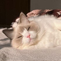 猫が目を細めるのはどんなとき？ 病気やケガの可能性も！？ 専門家に聞いた