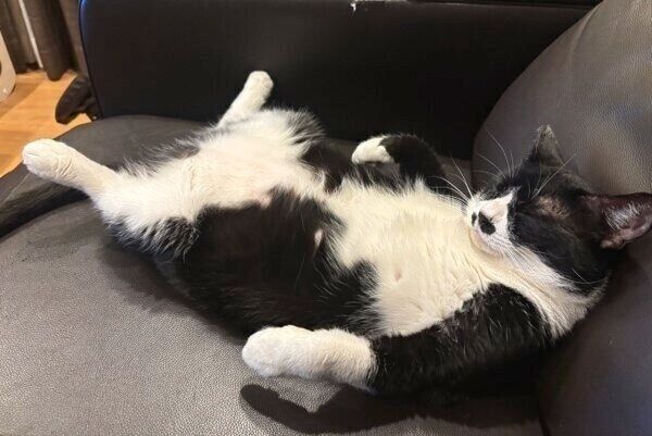 人のようにくつろぐまるもちゃん