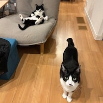 帰宅してドアを開けた瞬間、猫2匹の反応が真逆！　ギャップ際立つ出迎えに癒される