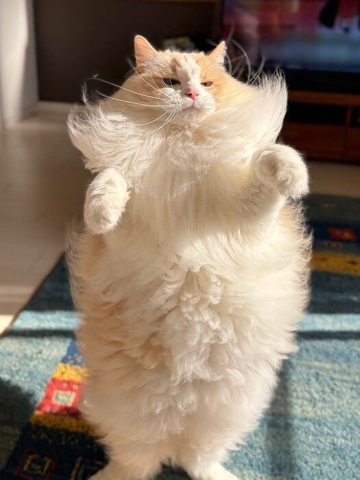 二本足で立つラグドール