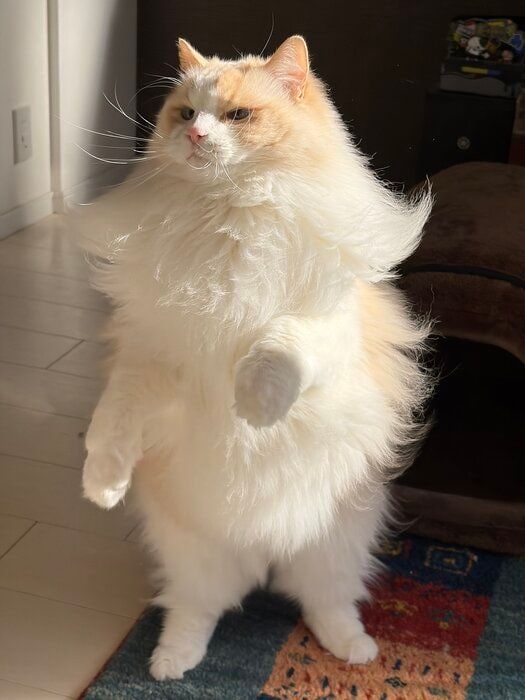 二本足で立つラグドール