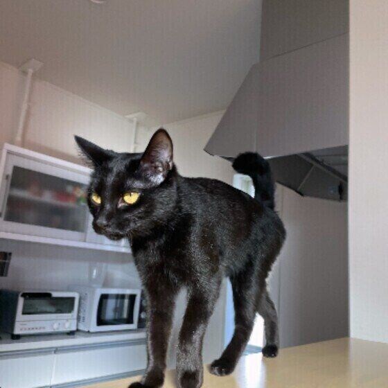 MIX黒のあんこちゃん