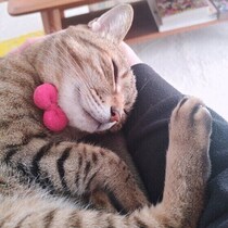 猫が膝に乗りたくなるのは、どんな人？調査＆獣医師解説