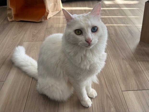 飼い主を見つめる猫