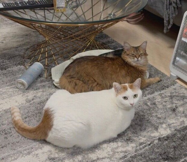 シャンプーを頑張ったほっちゃんに寄り添う菅田くん