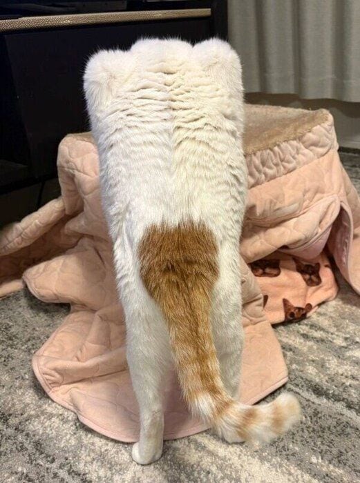 不思議な姿の菅田くん