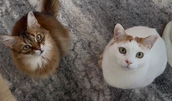 ゴハンの圧が強い菅田くんとほっちゃん