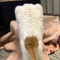 「え、何これ」と二度見してしまう謎の物体→正体は猫!?　「歯」「アジフライ」など大喜利状態に