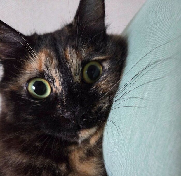 飼い主さんと同じ枕を使うピノちゃん